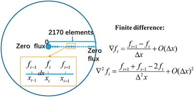 A phase-field model with irradiation-enhanced diffusion for constituent redistribution in U-10wt%Zr metallic fuels